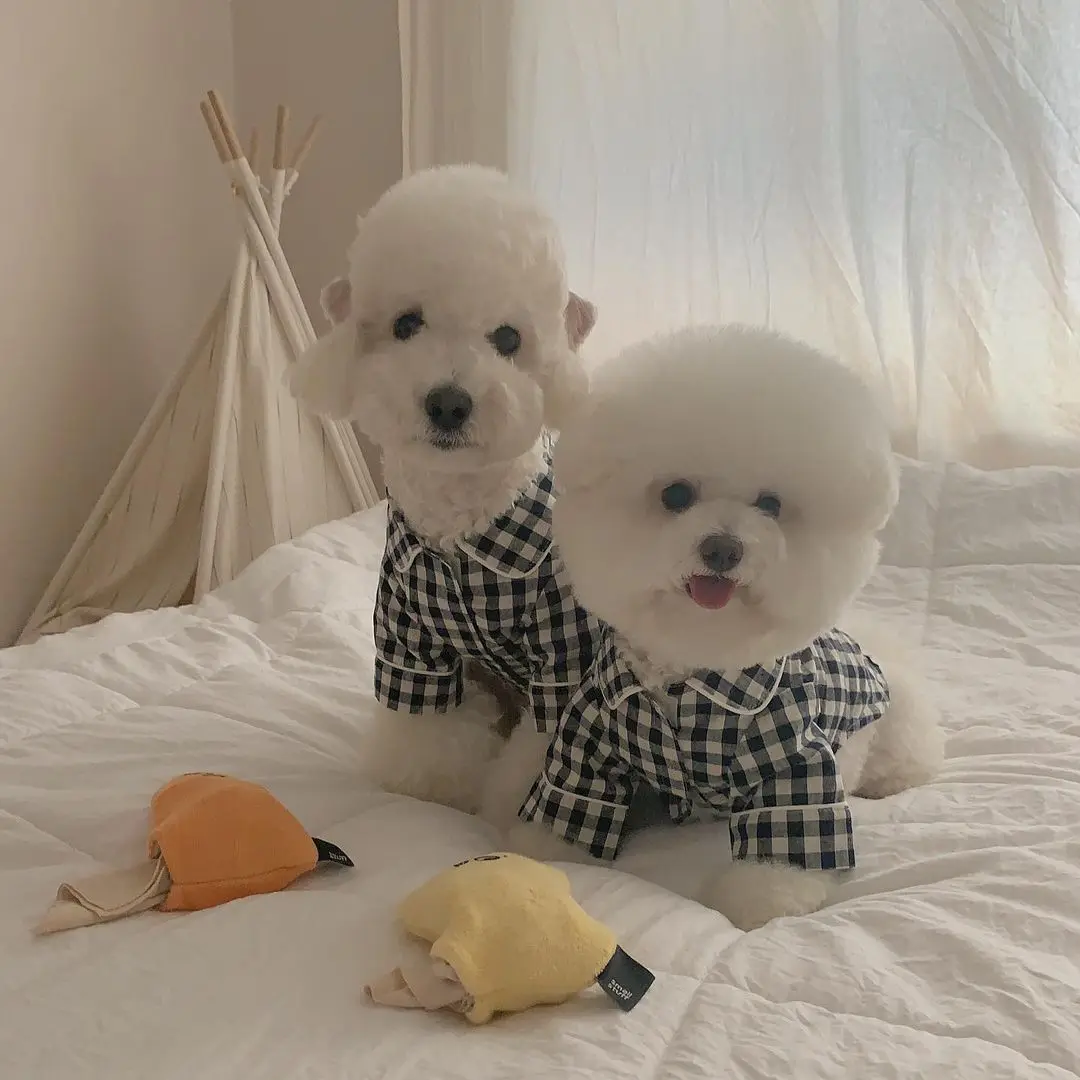 Carouri Kaki Albastru Buzunar Pijamale Câine de Serviciu Acasă animale de Companie Bichon Teddy Haine de Câine Pisică Rece și Confortabil Pijama animale de Companie Haine